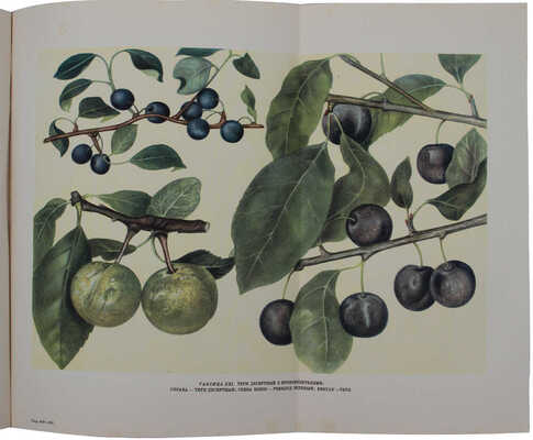 Мичурин И.В. Итоги шестидесятилетних работ / Ред. и прим. Г.Г. Фетисова; худож. оформ. Н.А. Седельникова. М., 1949.